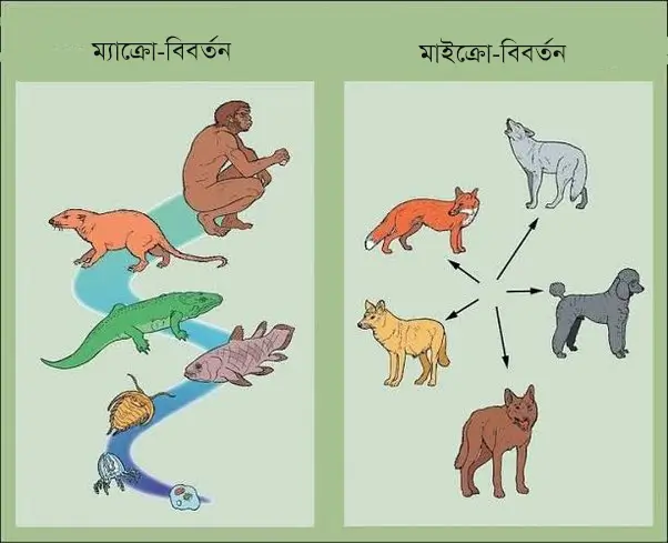বিবর্তনের-প্রকারভেদ